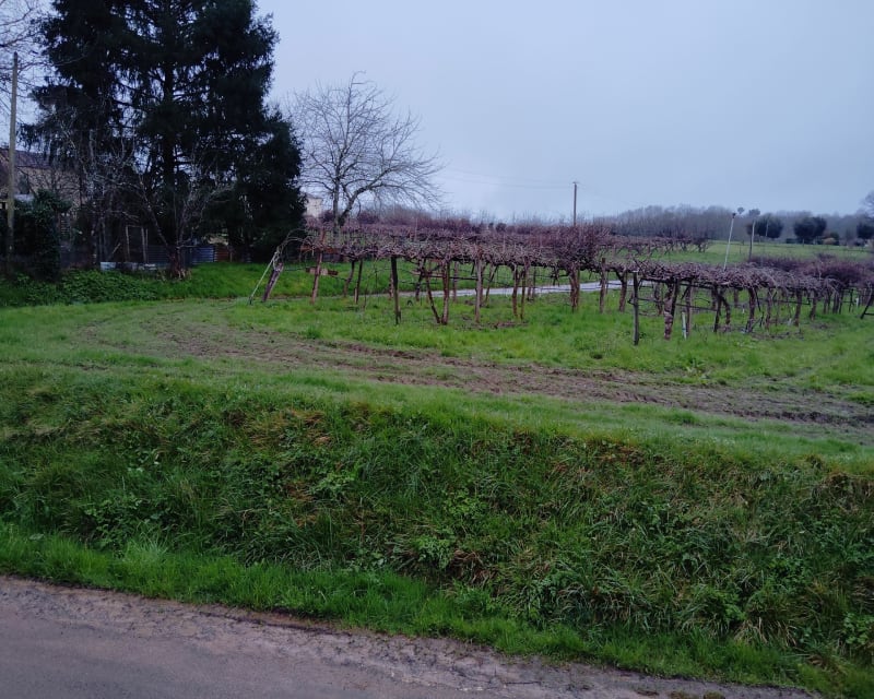 Les Foulissards depuis Pressignac-Vicq - Pressignac-Vicq