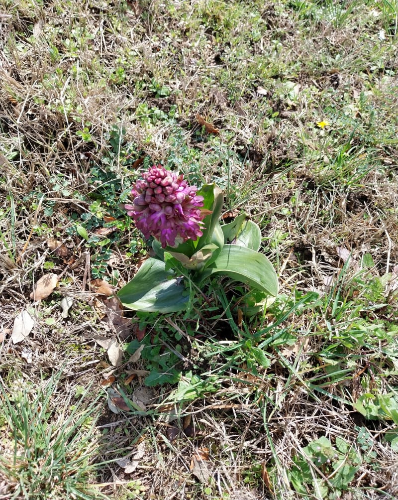 Mauves, départ au pieds des vignes - Tournon-sur-Rhône