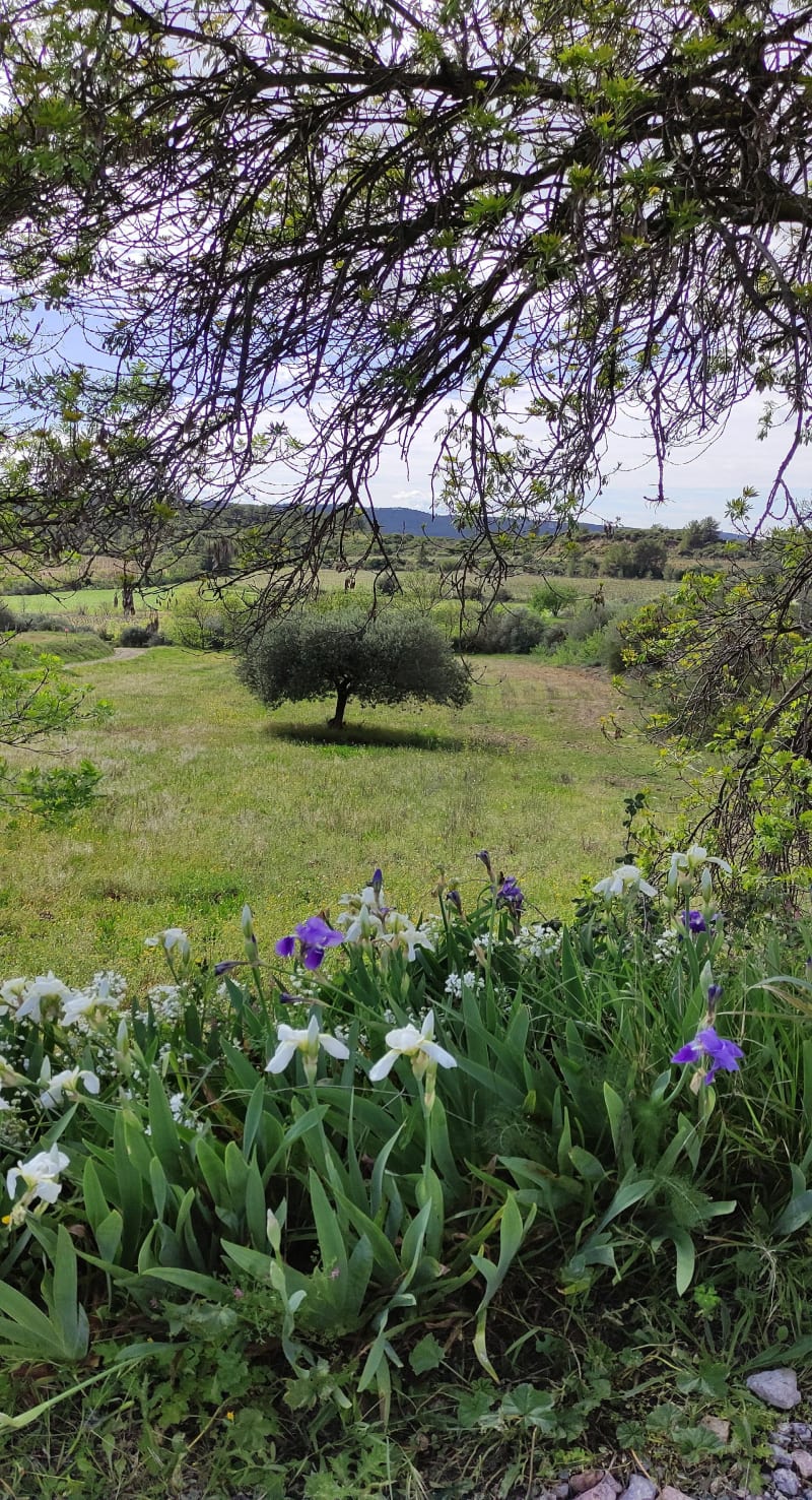 Balade de Cessenon à Coumiac - Cessenon-sur-Orb