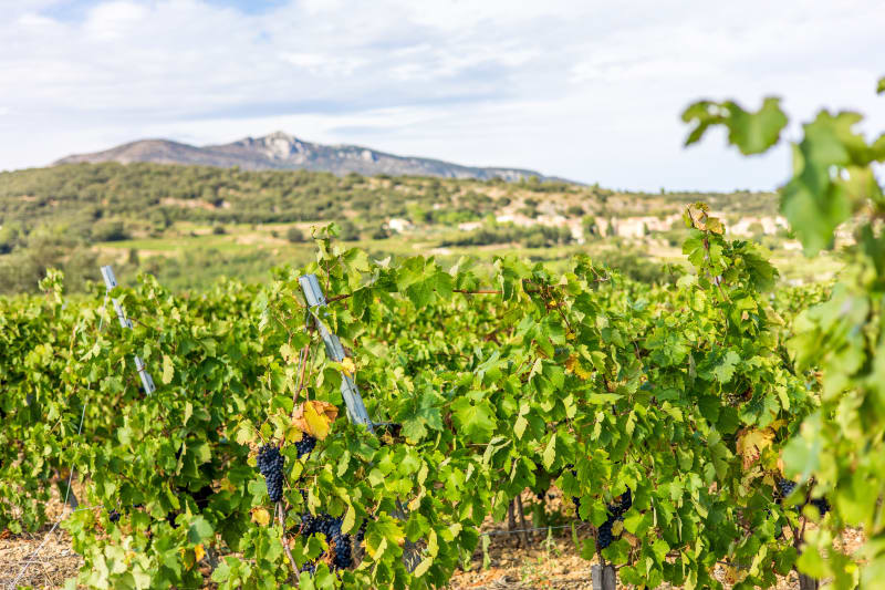 Embrasser l'Hérault d'un regard depuis le Col du Vent à vélo - Saint-Privat