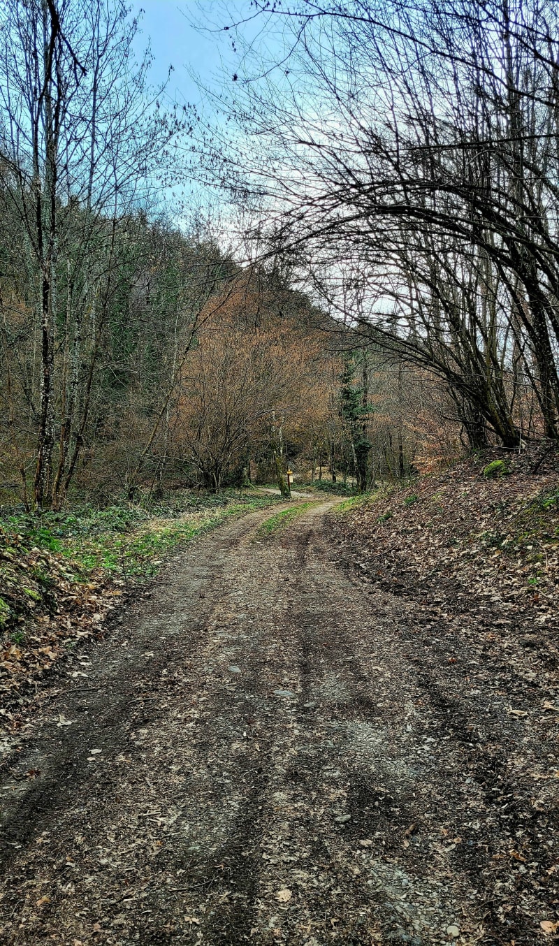 Bas de la forêt de Rhonne en boucle - Grignon