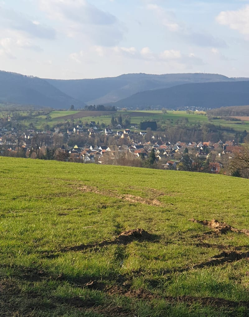 Sentier Circulaire à Mittelbuehl, par Grosser Wald - Reichshoffen