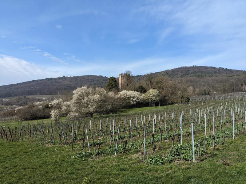 Entre vignes et remparts à Wissembourg - Wissembourg