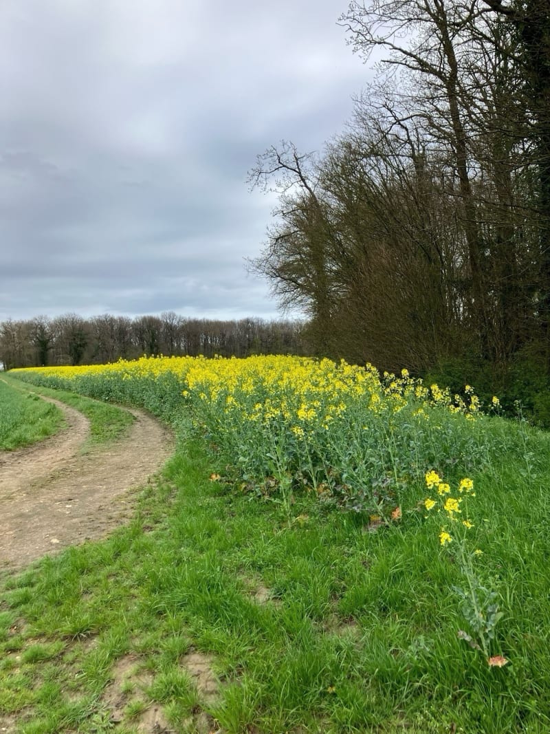 Petite balade par la Bourdillère et le Château de la Côte - Reugny