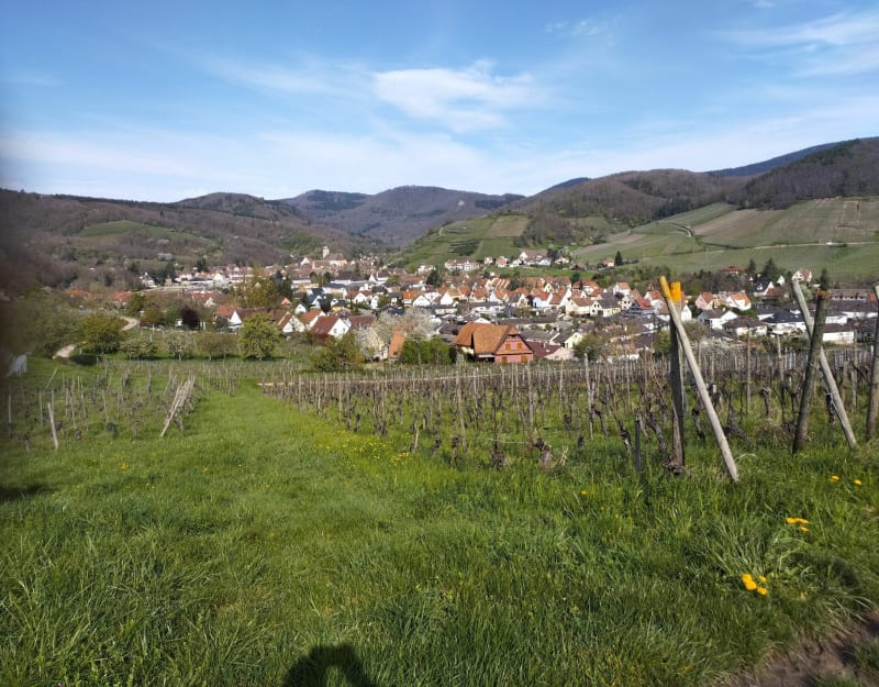 Balade entre Andlau et Epfig - Andlau