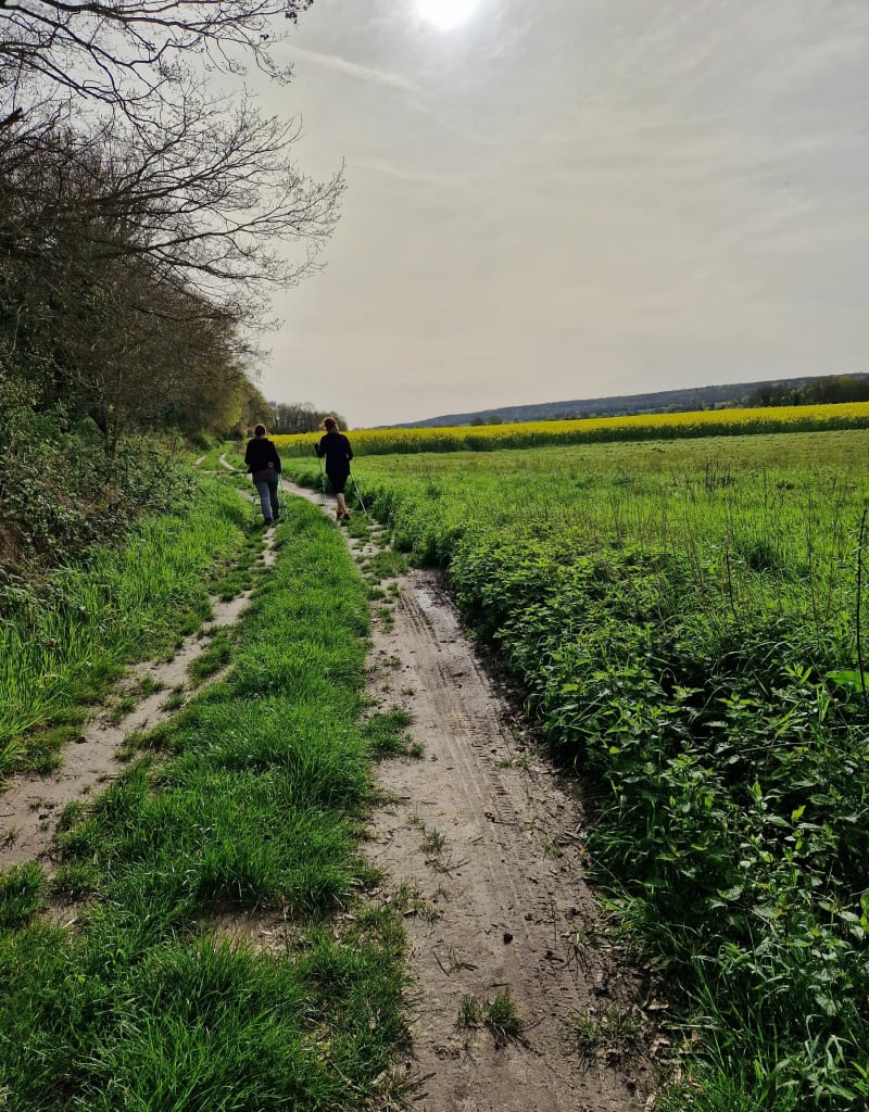 Entre Videlles et Dannemois, entre bois et champs - Dannemois