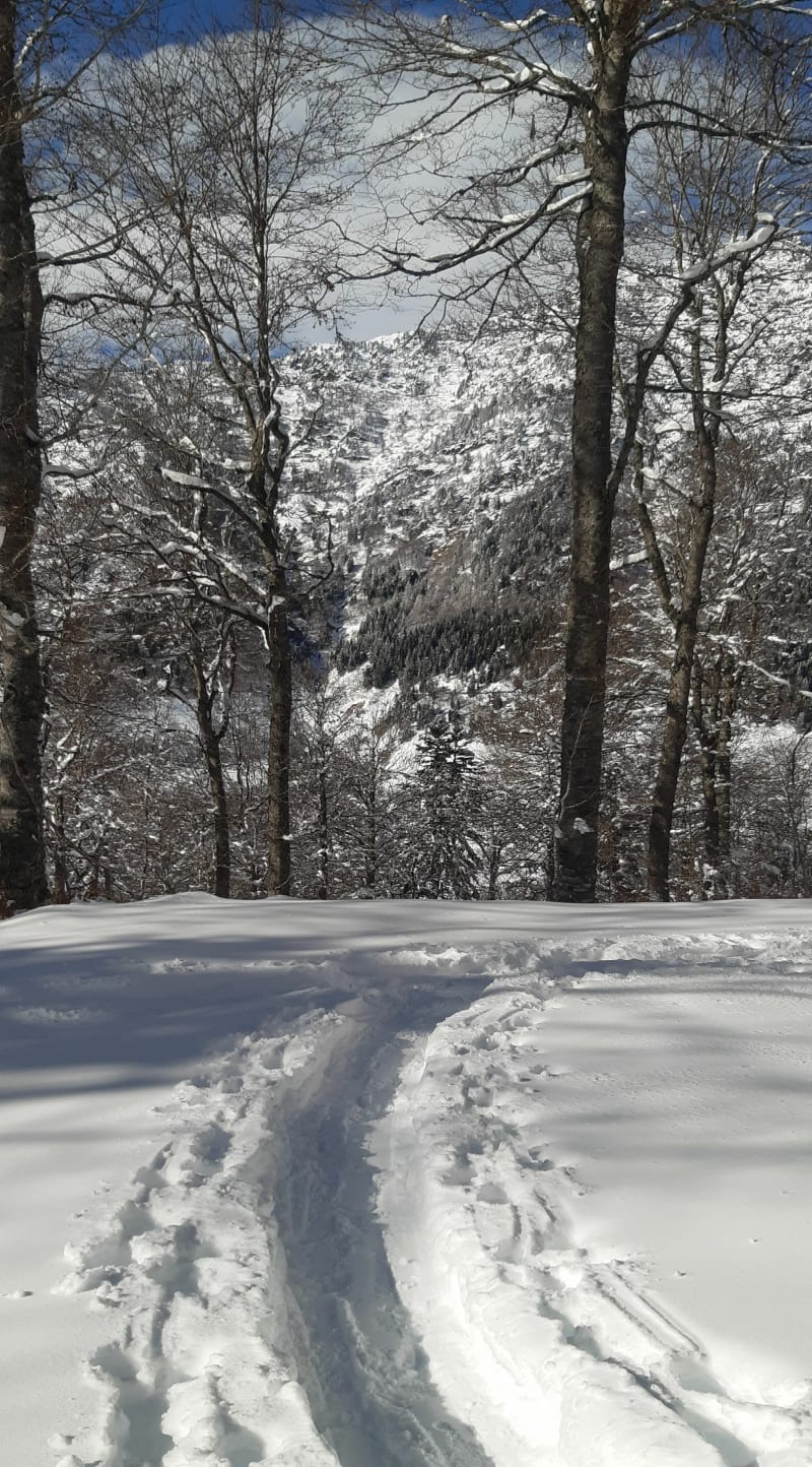 Forêt de l'Ayré - Barèges