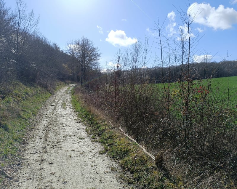 Forêt de Merey - Merey