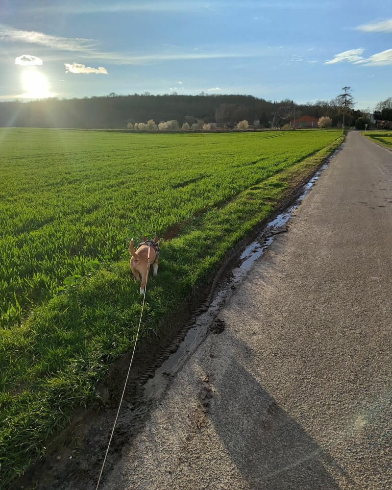 Balade du mercredi à Catenoy par Nointel - Catenoy