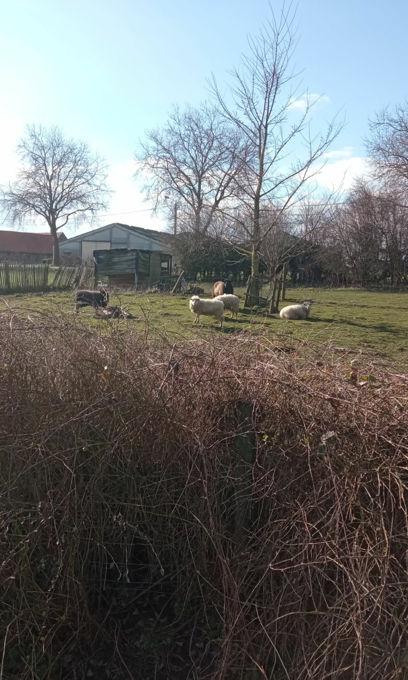 Balade coté Belge, du hameau Le Seau - Bailleul