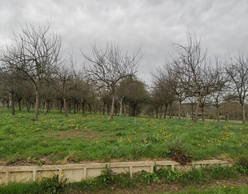 Voilà le printemps à Mesnil-Rainfray - Juvigny les Vallées
