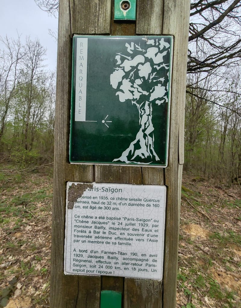 Chêne Paris Saïgon, et forêt de Valtiermont - Juvigny-en-Perthois