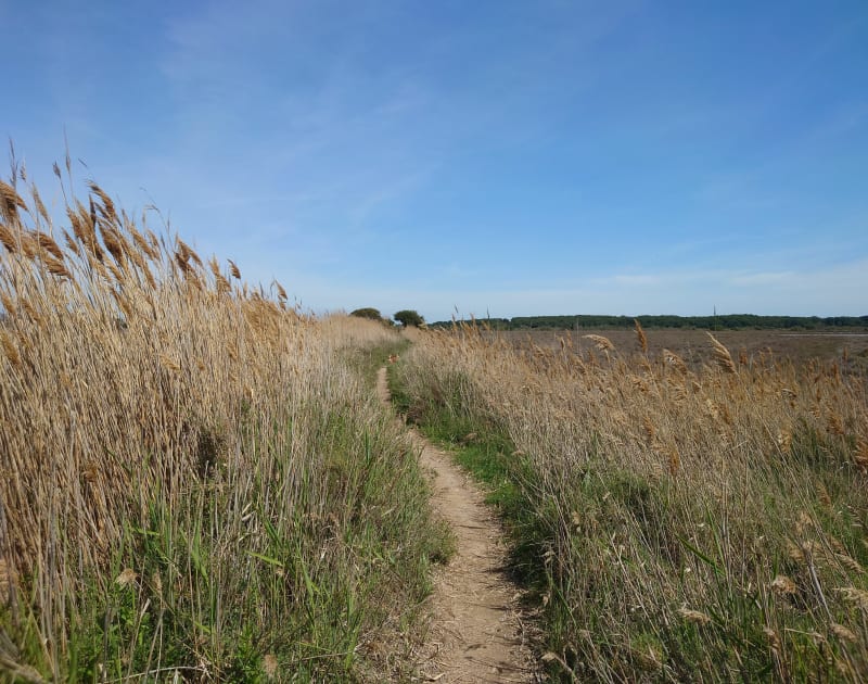 Frontignan - Les salins - Frontignan