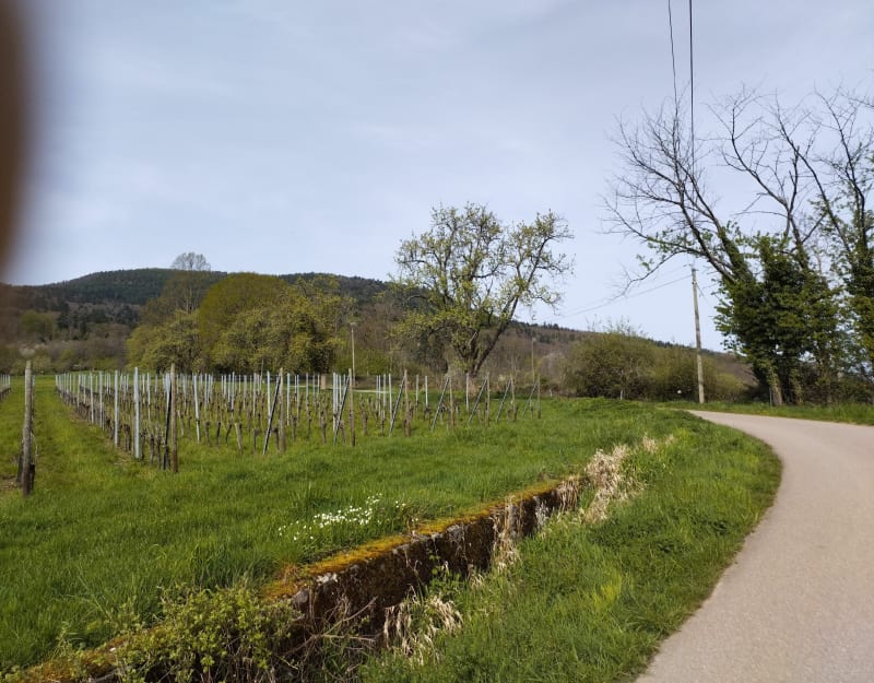 Balade en forêt à Heiligenstein - Heiligenstein