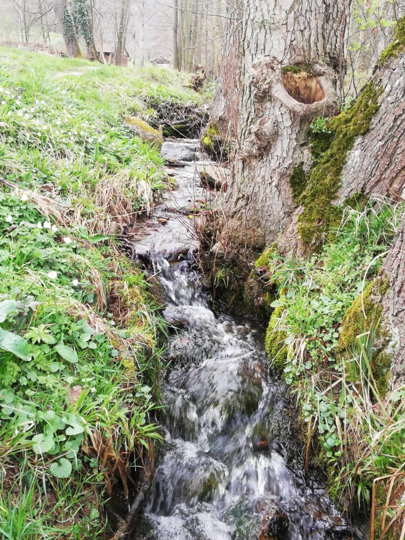 Vignes, forêt et prairie à Barr - Barr