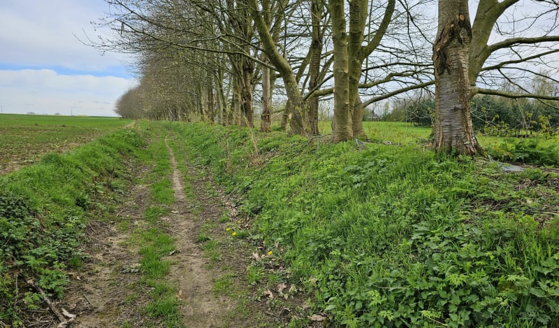 Randonnée dans les bois de la Cerlangue - La Cerlangue