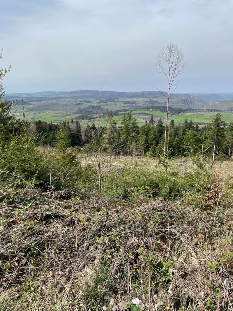 Le Mont Pelé - Bugny