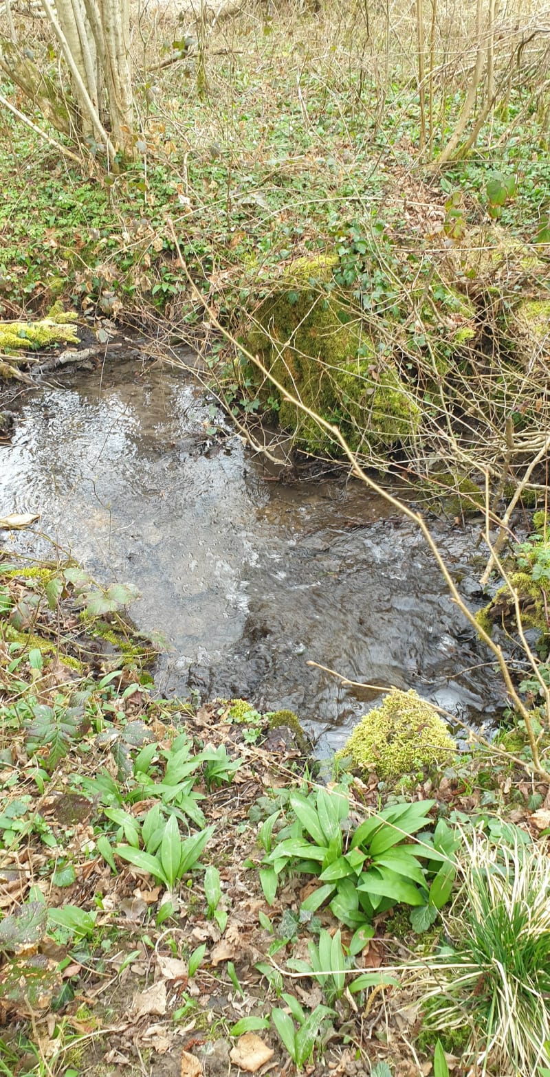 Niveoles à Saint Bernard - Heidwiller