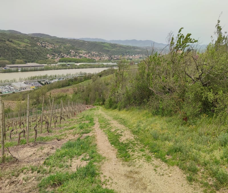 Seyssuel, château, vignes, vallée du Rhône - Seyssuel