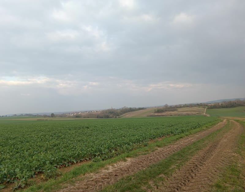 Balade au milieu des étangs et des champs à Villeneuve-la-Guyard - Villeneuve-la-Guyard