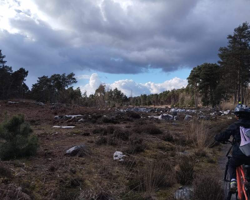 Platière de caylus - Achères-la-Forêt