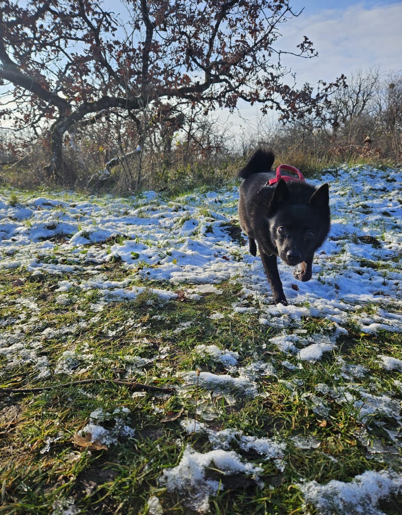 Balade à travers la forêt des Grands Avaux - Champcueil