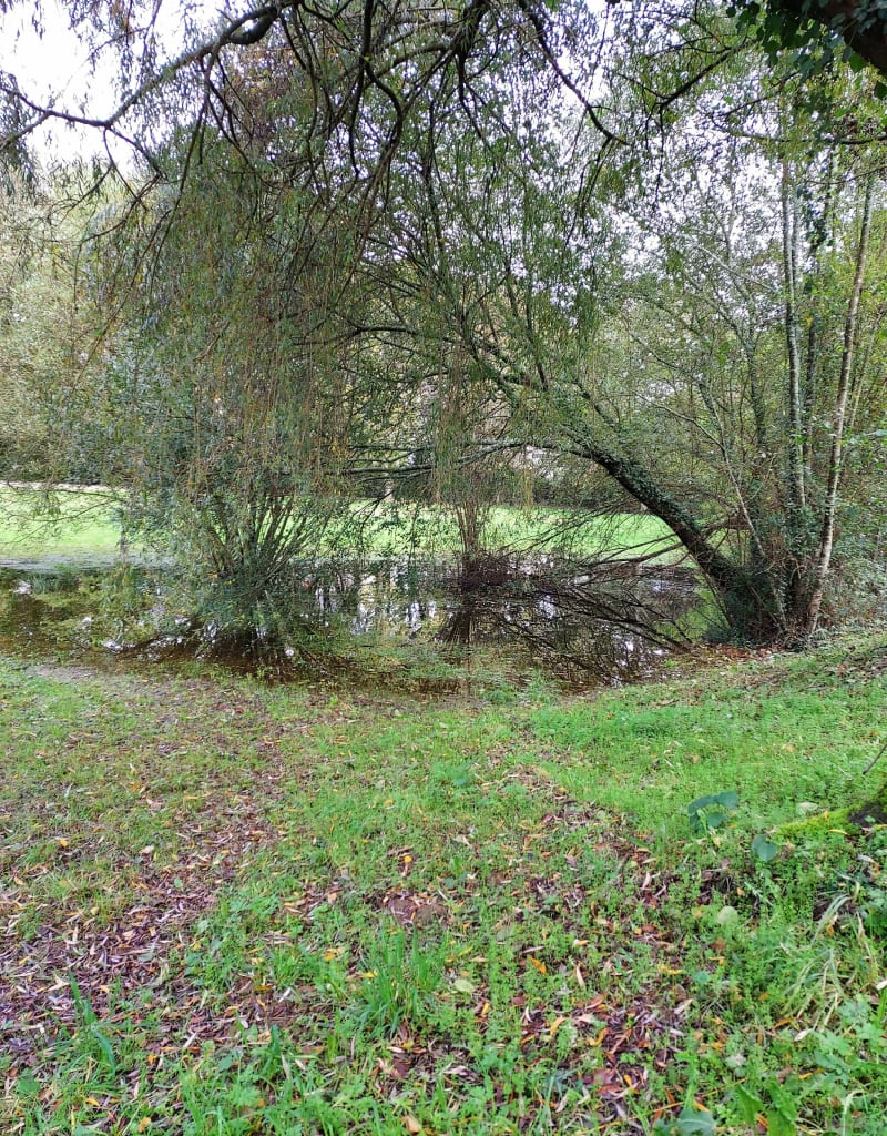 Etang du Tertre, vers le manoir de la Coutancière - La Chapelle-sur-Erdre