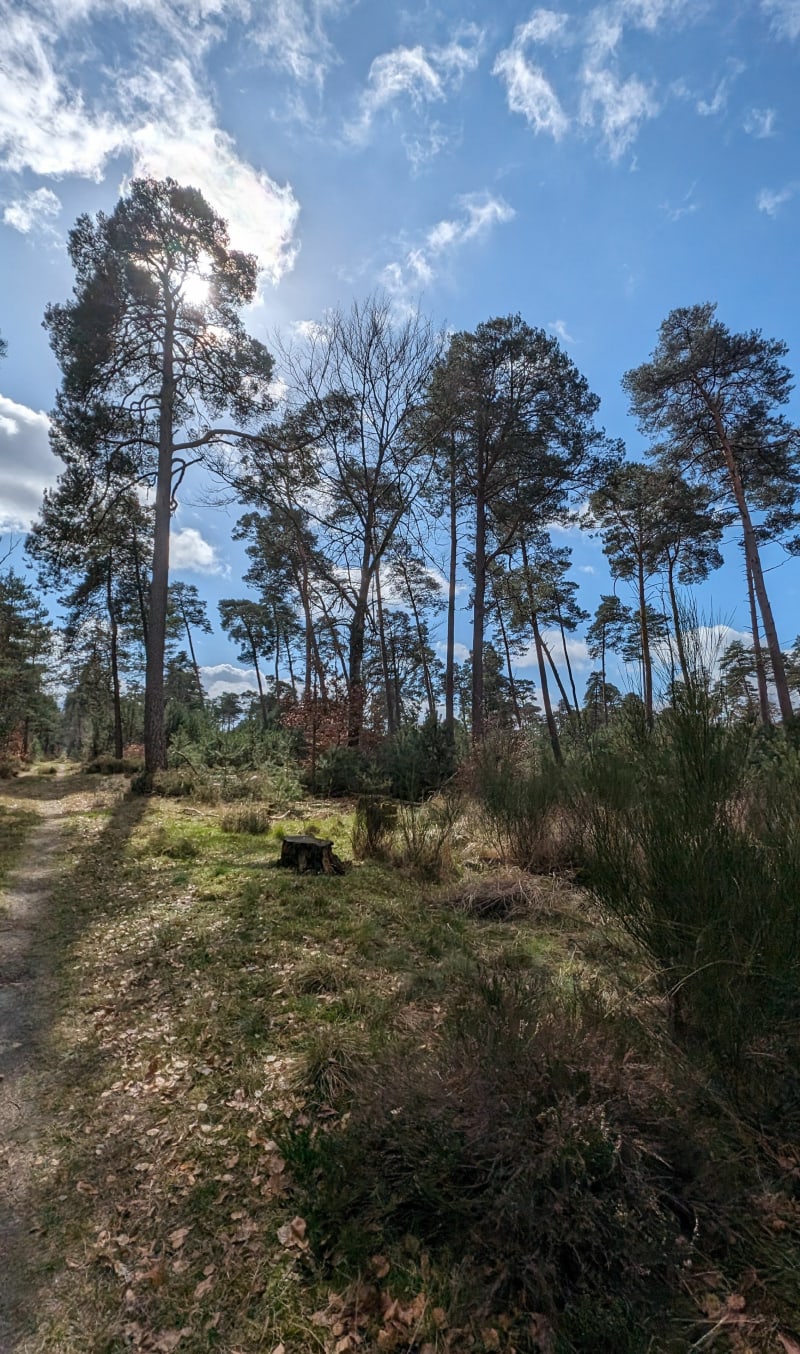 Rocher Princier, Fontainebleau - Avon