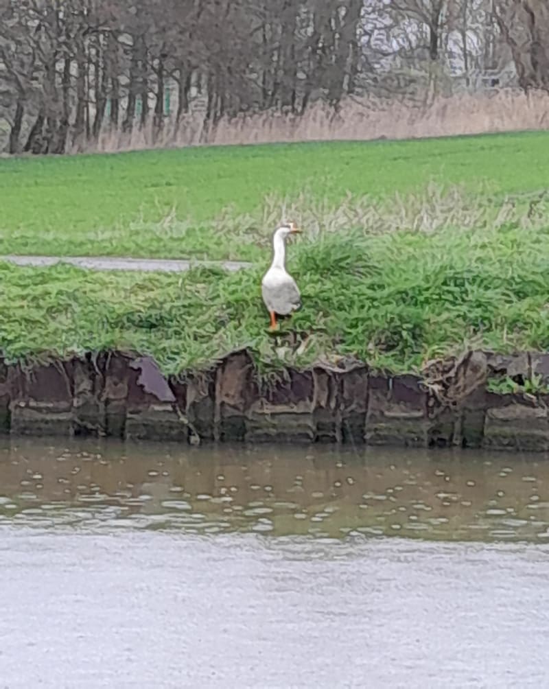 Sentier du Marais à Nortkerque - Nortkerque