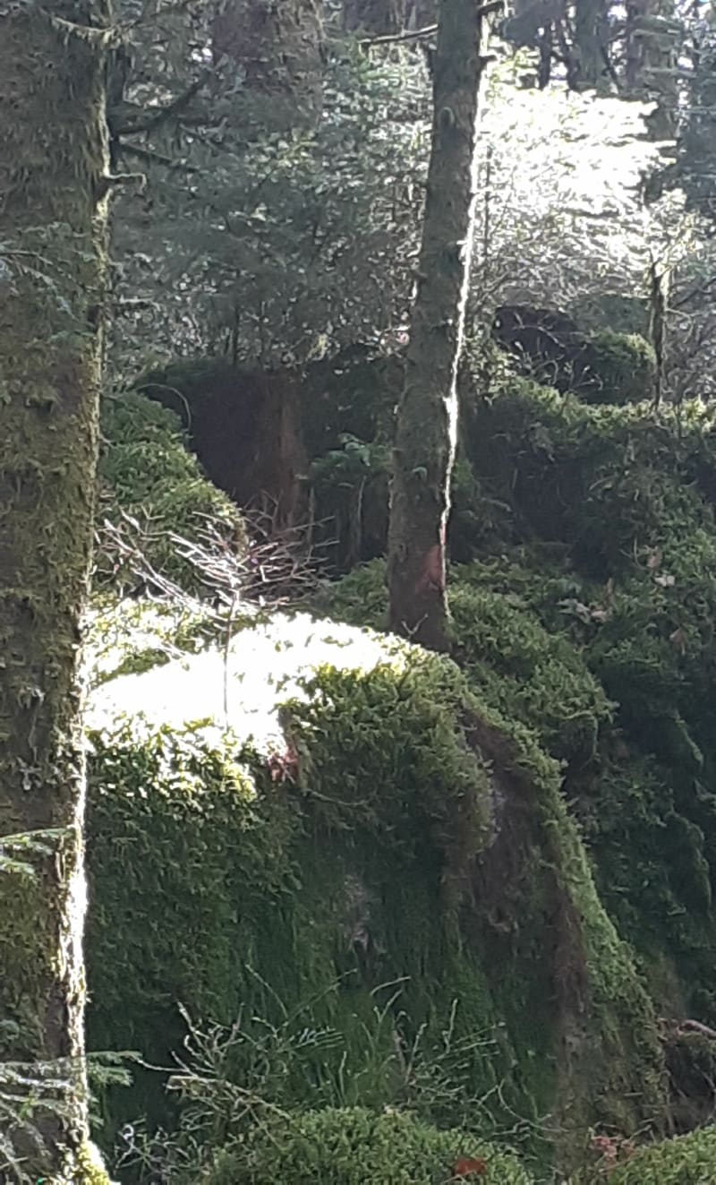 Goutte Logelot au dessus de Gérardmer - Gérardmer