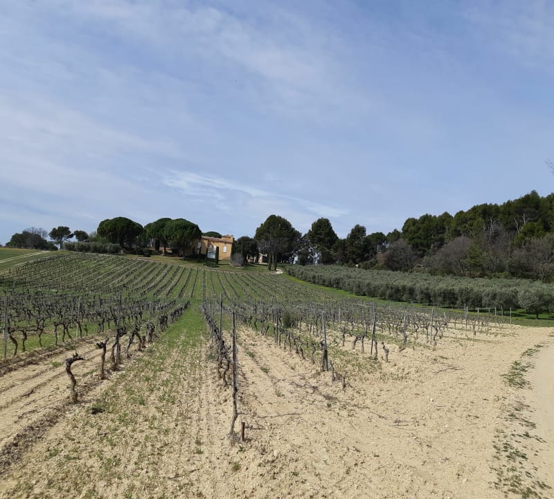Vignes et forêt méditerranéenne versant sud du petit Luberon - Puget