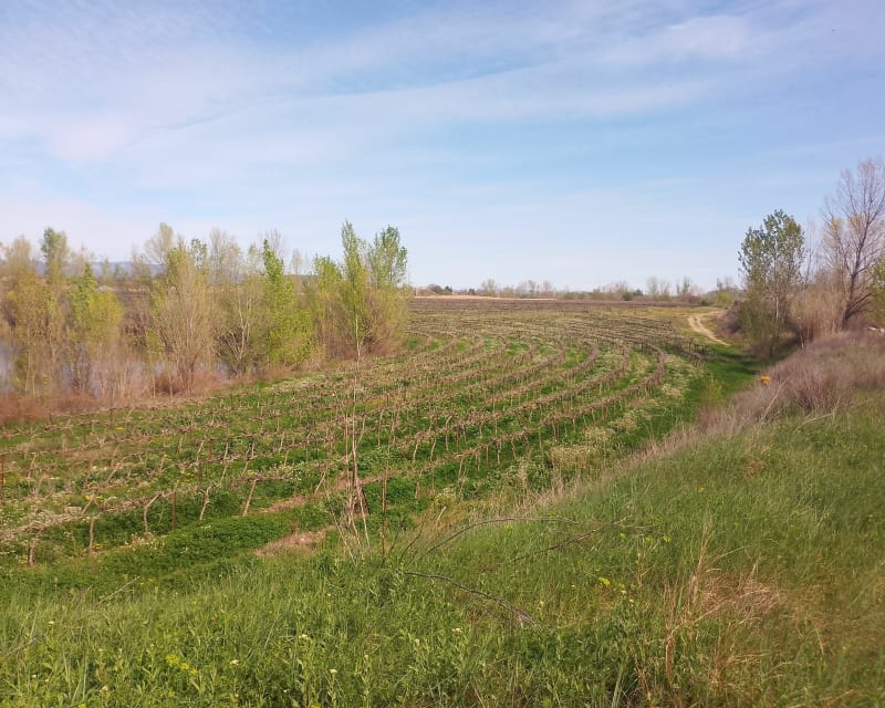 Promenade autour des étangs de la Malhaute - Thézan-lès-Béziers