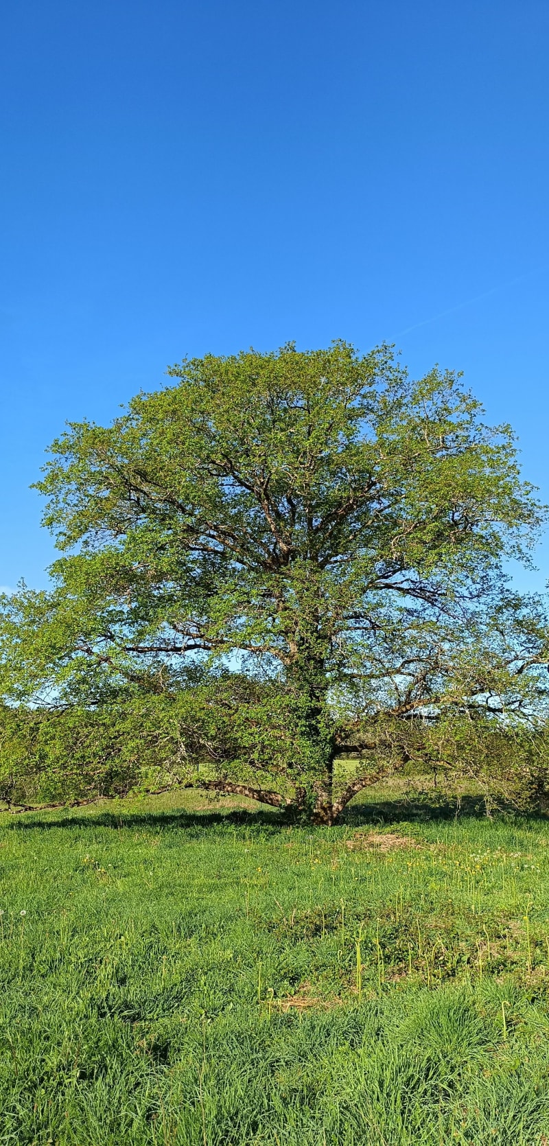 Balade en Bois de Château Reynaud - Augignac