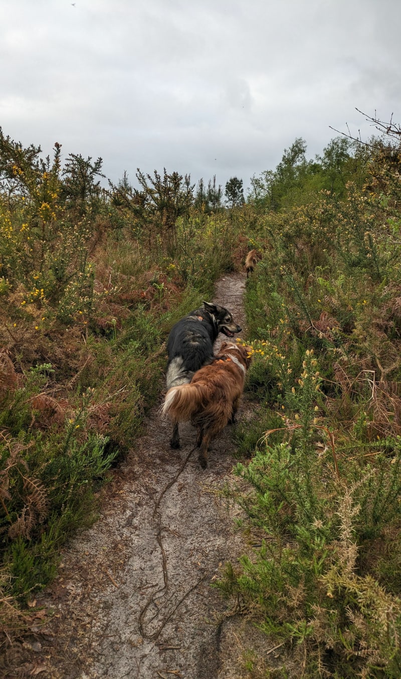 Balade en forêt et bord de Jalles - Saint-Jean-d'Illac