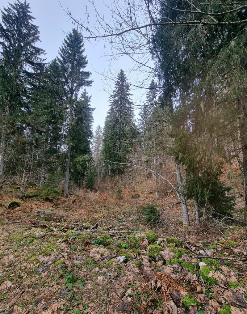 Les 2 chalets, Prémanon en forêt de Tresberruy - Lamoura