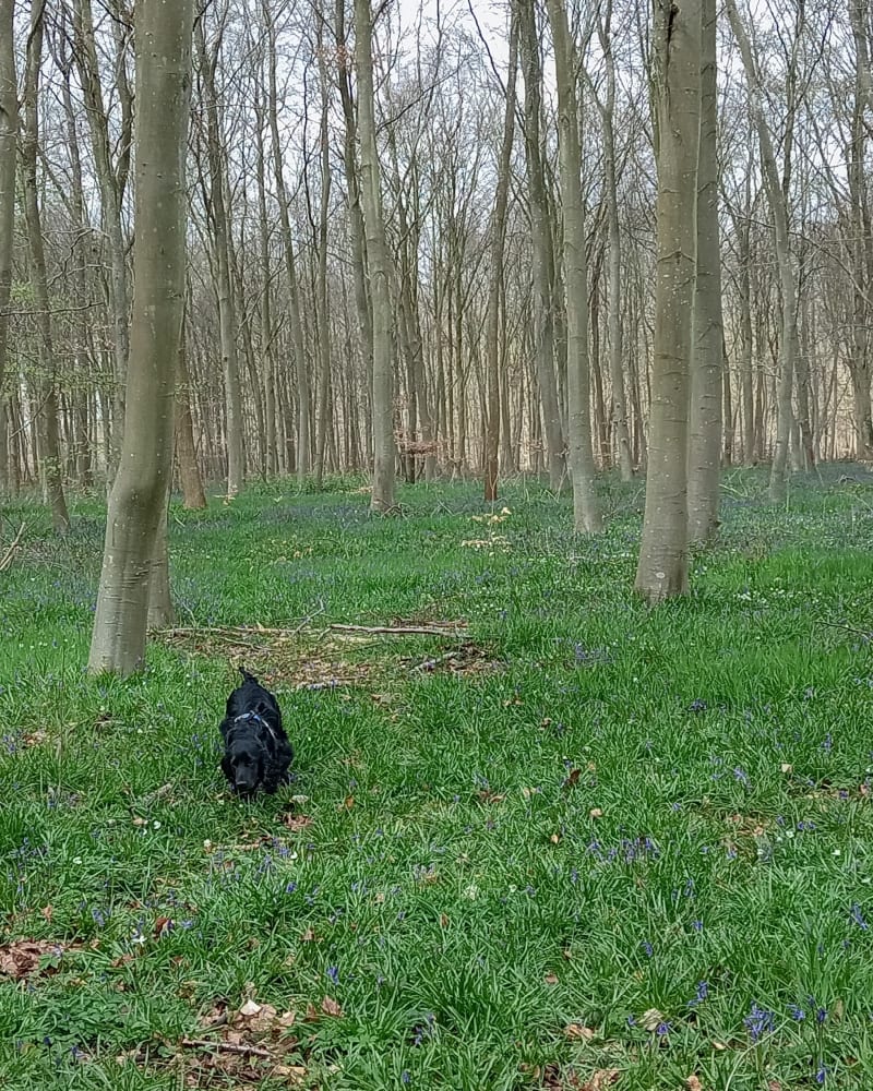 Balade dans le Bois de Bonnet, par la Croix Bleue - Asnières-sur-Oise