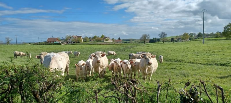 Mont Dardon depuis Uxeau - Uxeau