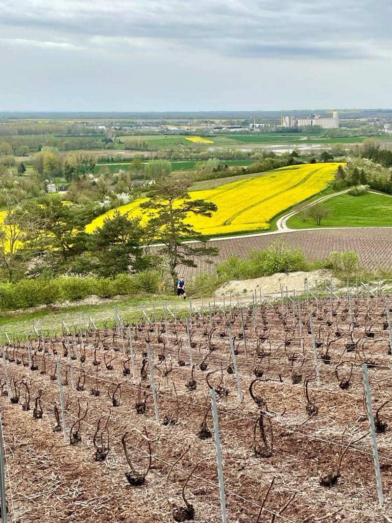 Vitry en Perthois, vignoble Champenois - Vitry-en-Perthois