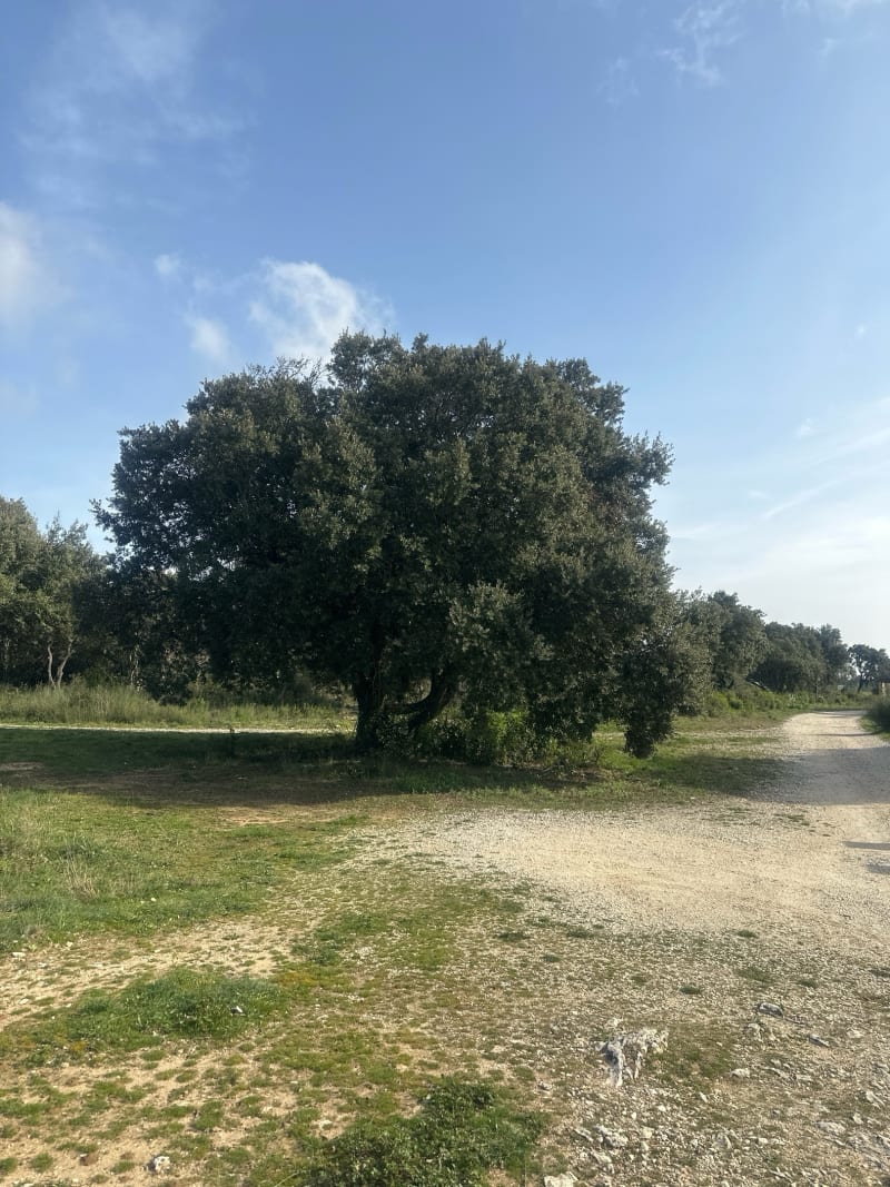 Garrigue à Pouzilhac, Roure et Croix de Fer - Pouzilhac