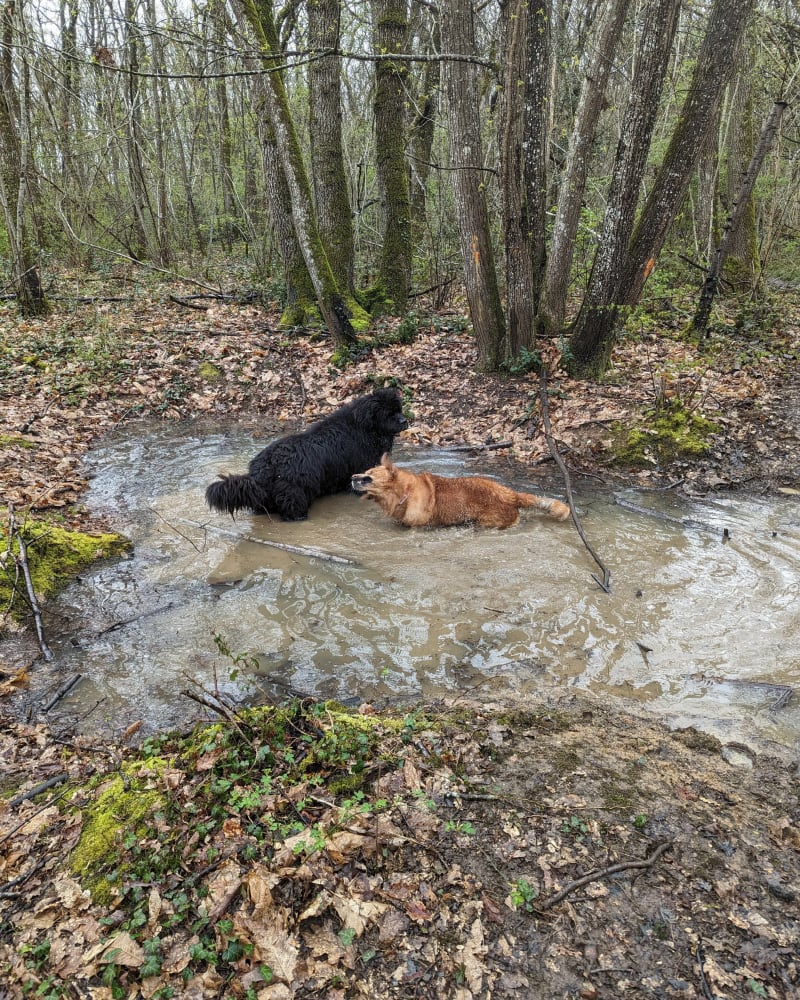 Les points d'eaux dans la forêt au sud de Videlles - Videlles