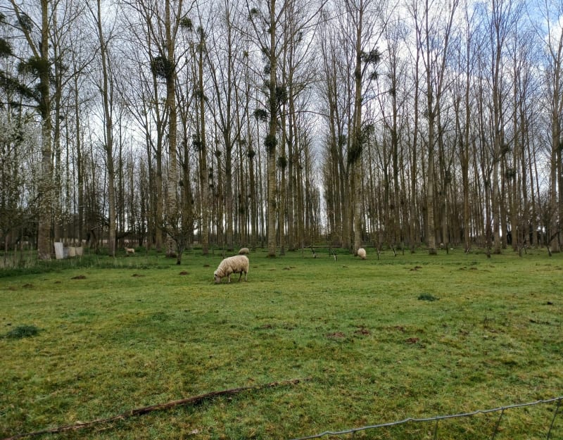 Marche Torcé en Vallée - Torcé-en-Vallée