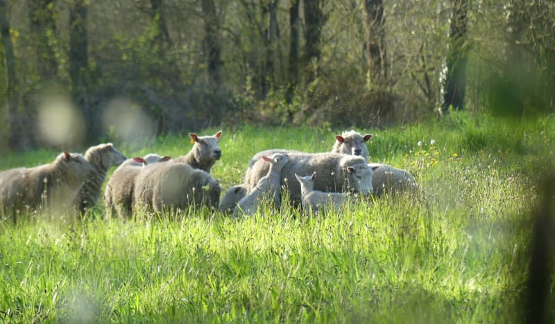 La Martinière - La petite Tisonnière - Grosbreuil