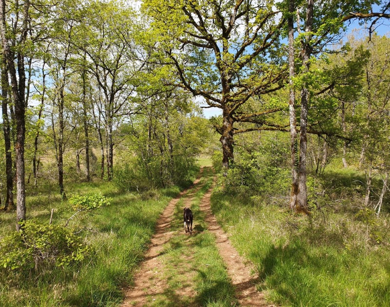 Chemin des domens - Saint-Cernin-de-Larche