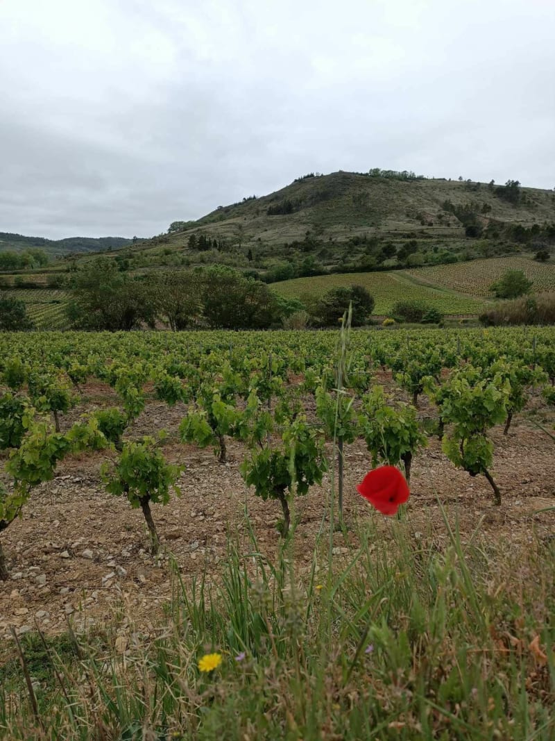 Balade en aller-retour de Monze à Floure - Monze