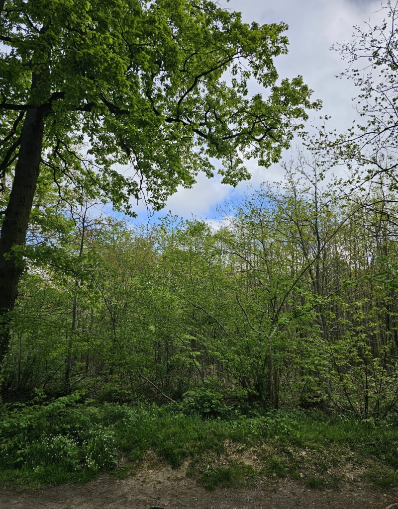 Balade dans la forêt de Meudon - Meudon