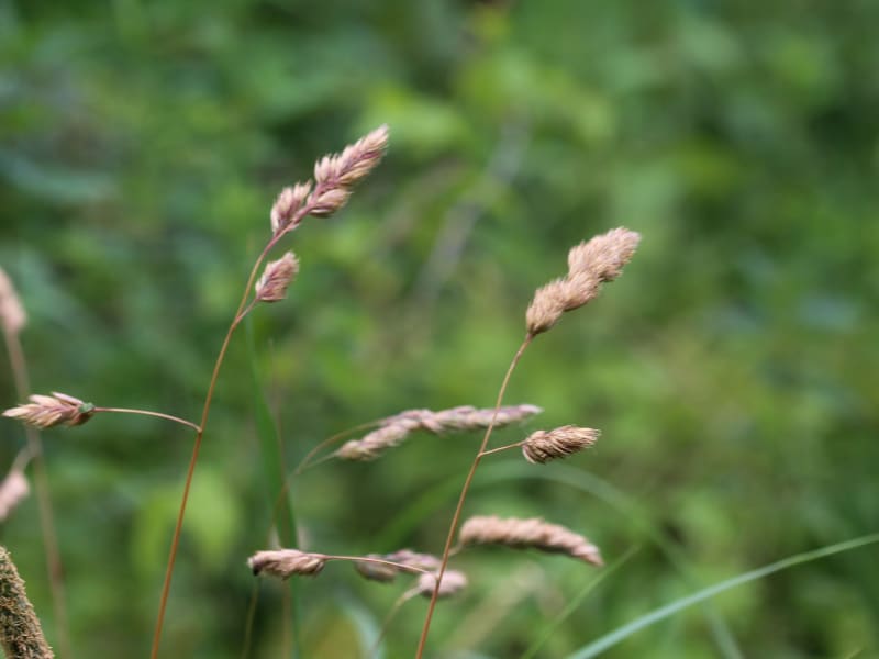 Balade à Pouru-aux-Bois - Pouru-aux-Bois