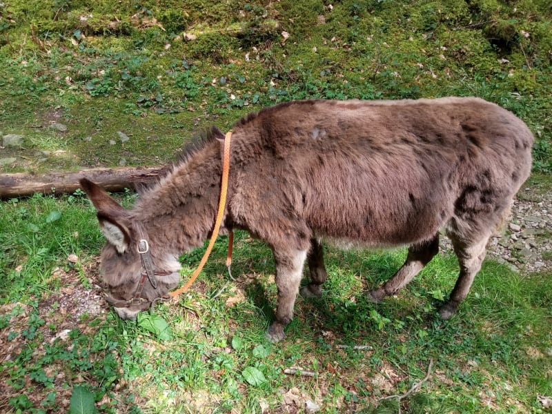 Autour de Saint-Amé par les Becheux - Saint Amé