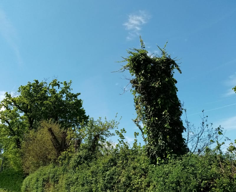 Rando les Bois de Raveau, par La Vache - Raveau
