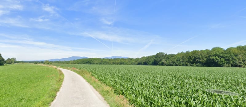Promenade dans les champs autour de la Thur, par Ungersheim - Feldkirch