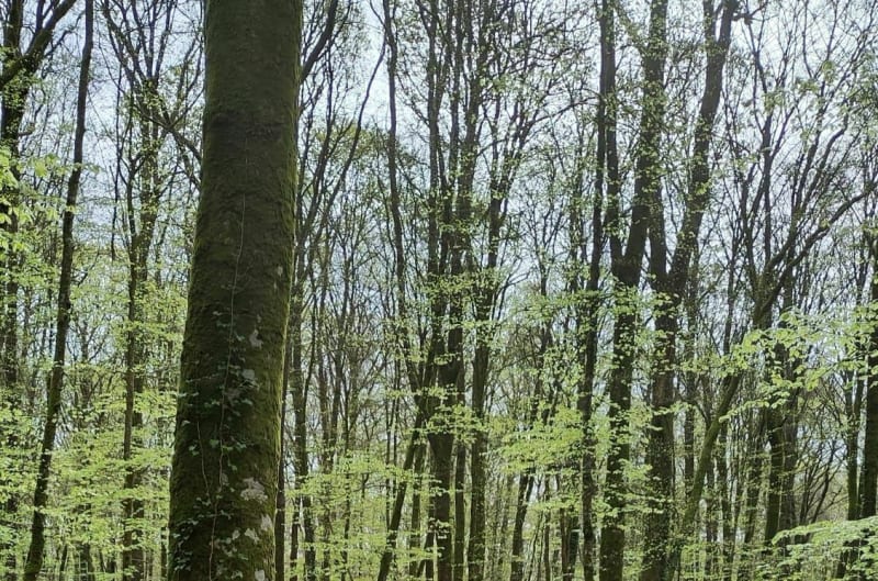 De la "Fougères"à la forêt - Fougères